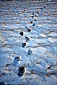 Picture Title - Steps in the snow