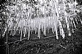 Picture Title - Hillside Aspens