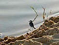 Picture Title - The lonely bird