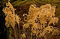 Picture Title - Fall Grass