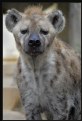 Picture Title - Spotted Hyena