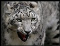 Picture Title - Snow Leopard II