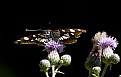 Picture Title - limenitis reducta