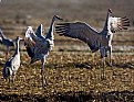 Picture Title - Morning Crane Dance