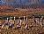 Sandhill Cranes AM meal