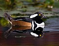 Picture Title - Hooded Merganser Male 