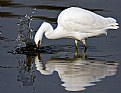 Picture Title - Snowy Egret fishing