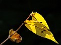 Picture Title - the leaf....