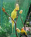 Picture Title - Yellow Parrot