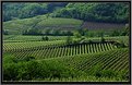 Picture Title - Hills of Collio