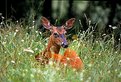 Picture Title - Whitetail Doe in Queen Anne's Lace