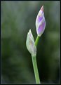 Picture Title - Iris Buds