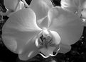 Picture Title - Orchid in White and Black