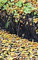 Picture Title - Free Falling #19:  River bank roots and leaves