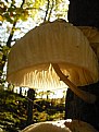 Picture Title - mushroon
