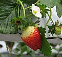 Picture Title - Strawberry