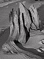 Picture Title - Driftwood Stump