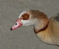 Picture Title - Egyptian Goose