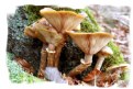 Picture Title - mushrooms