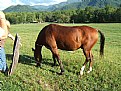 Picture Title - pretty horse