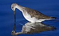 Picture Title - Greater Yellowlegs 