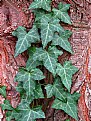 Picture Title - Ivy on Pine Tree (Patterns)