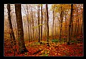 Picture Title - Gloomy of the forest
