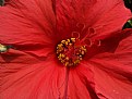 Picture Title - Flower in red