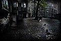 Picture Title - the cats town 