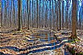 Picture Title - forest walk