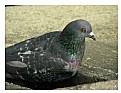 Picture Title - Pigeon
