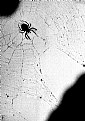 Picture Title - spider