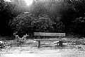 Picture Title - Bench