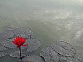 Picture Title - blooming water lily