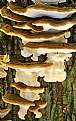 Picture Title - Multi story fungus