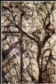 Picture Title - Branching shadows