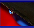 Picture Title - A drop under the eaves-2 