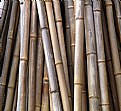 Picture Title - Bamboo Abstract