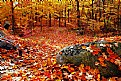 Picture Title - In an Autumn Wood