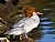 Common Merganser Female