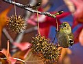 Picture Title - Lesser Goldfinch