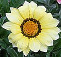 Picture Title - flower looking at you