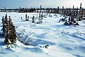 Picture Title - Tundra in Manitoba