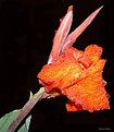 Picture Title - Canna x generallis L. H. Bailey...