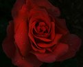 Picture Title - dark rose