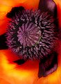 Picture Title - Poppy Piddle