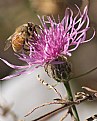 Picture Title - Busy Bee