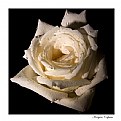 Picture Title - Whithe rose