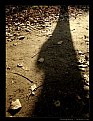 Picture Title - Autumn Sonata - A Long Shadow