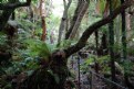 Picture Title - rainforest fence